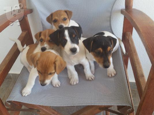 PoulaTo: jack russel